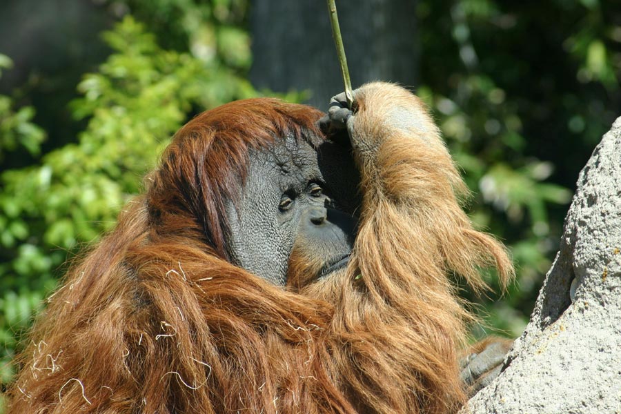 orangutan in San Diego Zoo