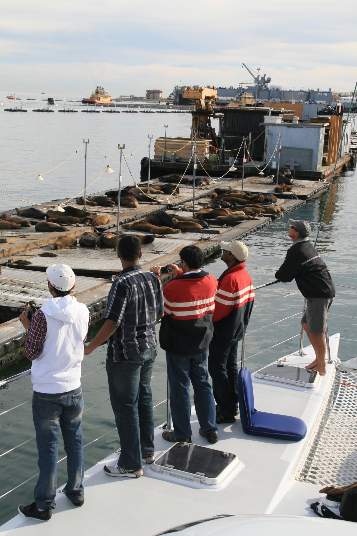 catamaran whale watching san diego