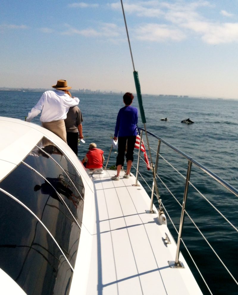 catamaran whale watching san diego