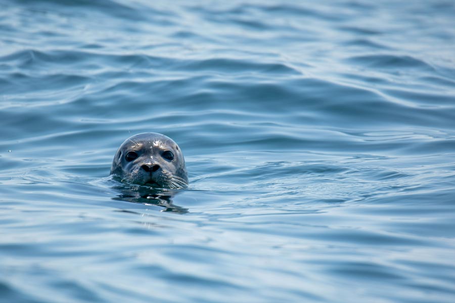 seal in san diego