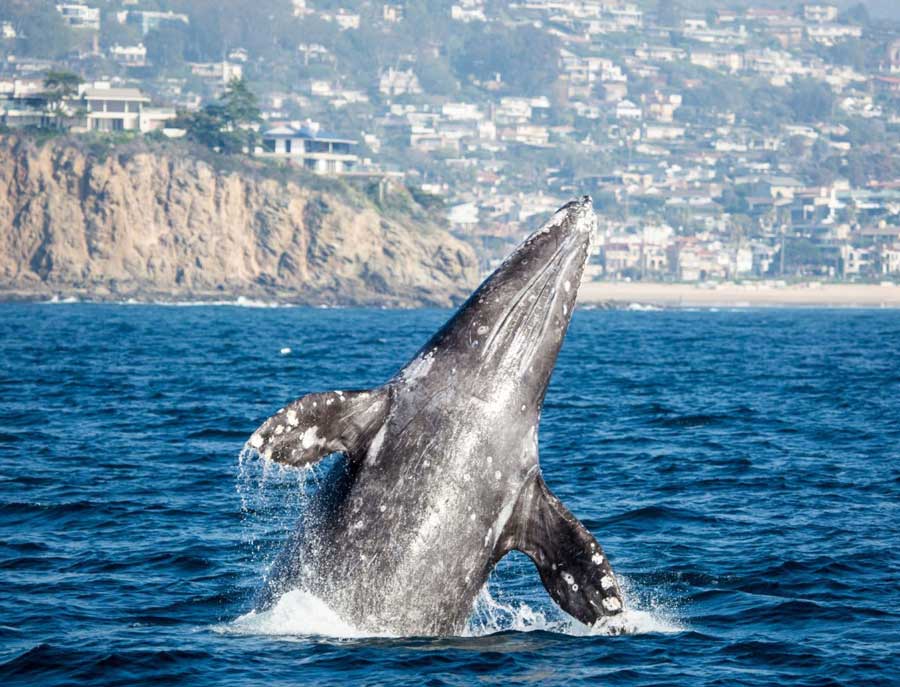 A gray whale breaches the ocean surface near the San Diego coastline, showcasing its massive size and textured skin. Water sprays around the whale as it emerges, with dramatic coastal cliffs and a cityscape in the background. A breathtaking moment from a whale-watching experience in San Diego.