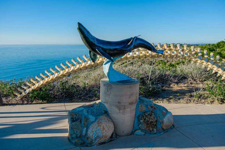 Cabrillo National Monument dolphin