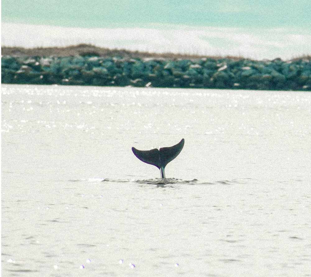whale tail sticks out from the water in the san diego bay